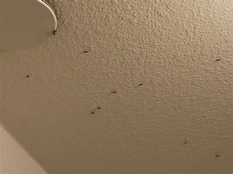 little bugs in my room at night