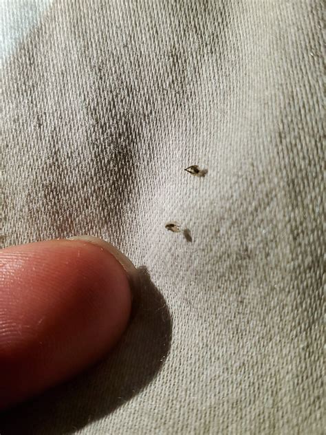 little bugs in my room at night