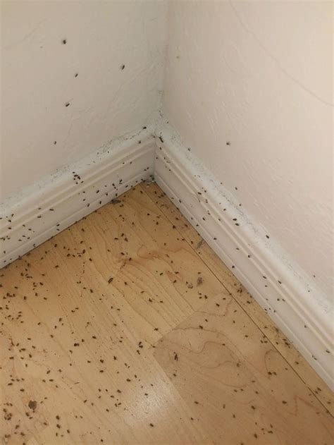 little bugs on the floor at night