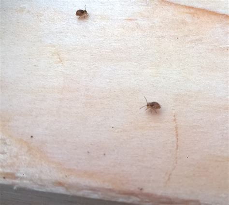 little bugs on wood floor