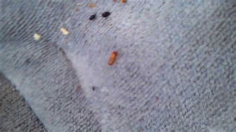little bugs that live in carpet