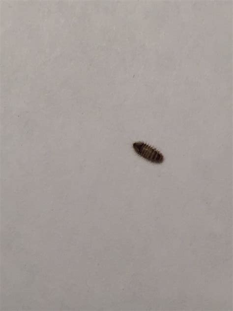 little bugs under carpet