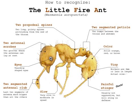 little fire ant identification card