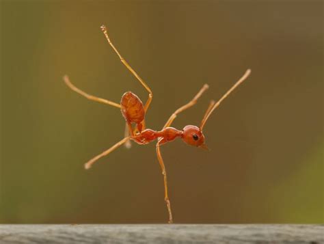 little fire ants tango dance