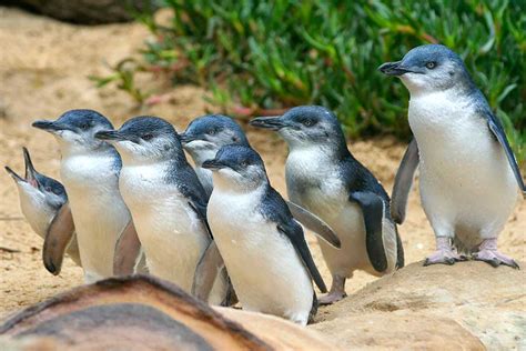 little penguins phillip island australia