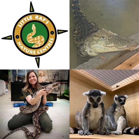 Little Rays: Unveiling Secrets for Brighter Smiles