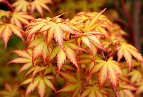 little sango dwarf coral bark japanese maple