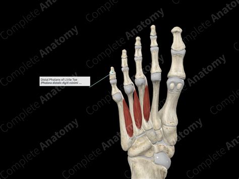 little toe possible function