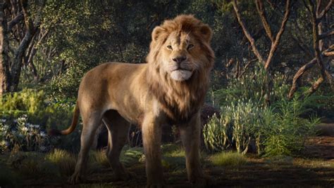 Live Action Printable Pictures Of Simba