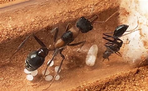 live ant colony with queen for sale