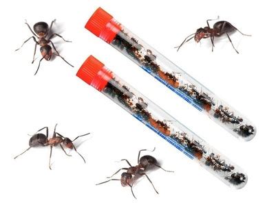 live ants for sale amazon
