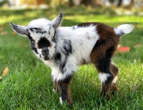 live baby goats for sale