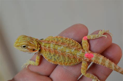 live bearded dragon for sale