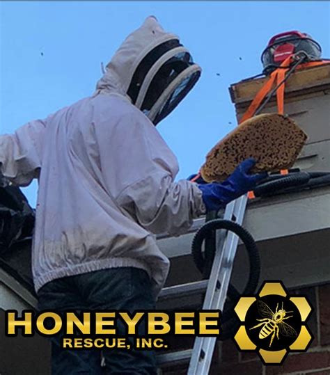 live bee removal near me reviews