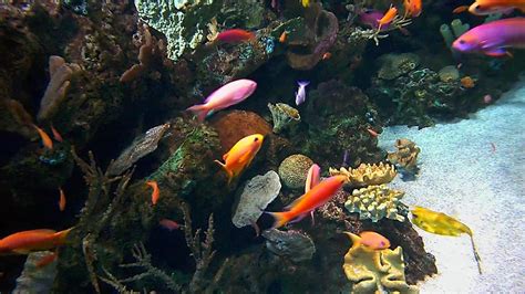 live cam aquarium fish