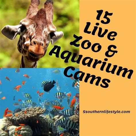 live cam zoos and aquariums