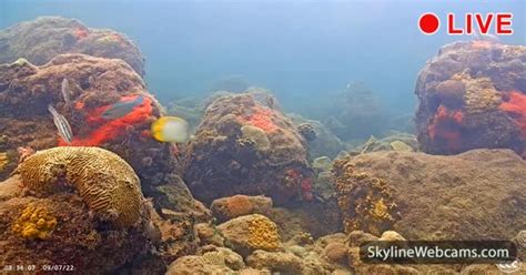 live coral reef camera