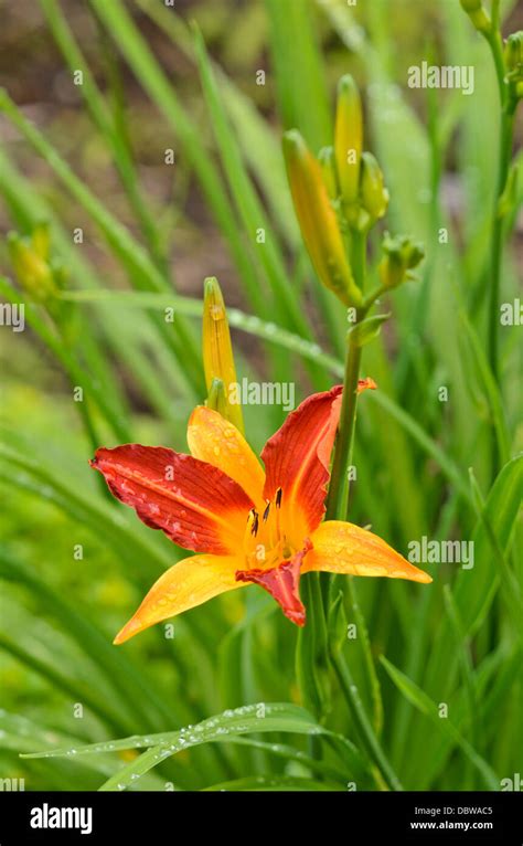 live day lily