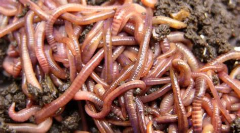 live earthworms for sale near me