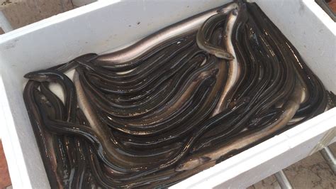 live eels for sale