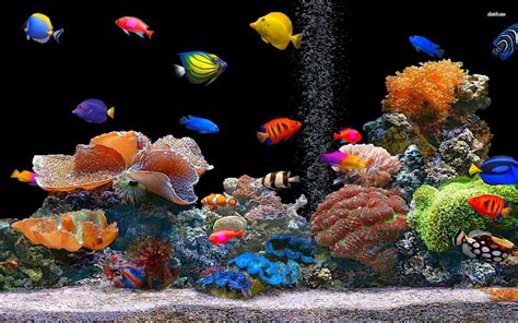 live fish aquarium computer background