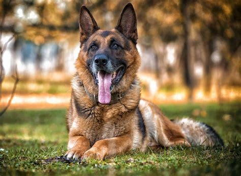 live german shepherd
