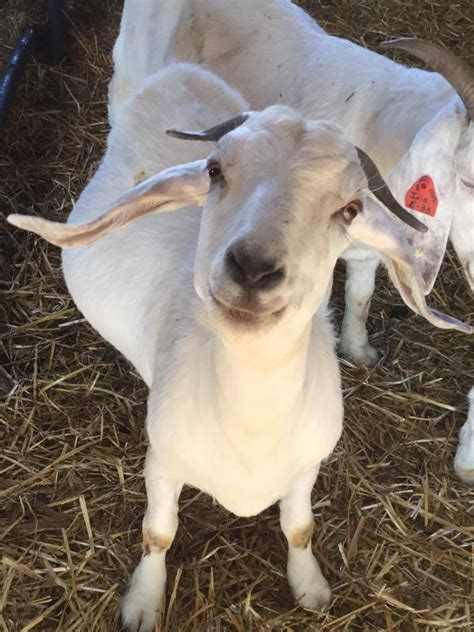 live goat for sale near me