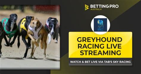 live greyhound streaming free