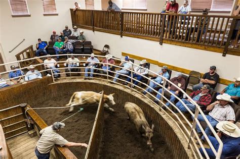 live livestock auctions online