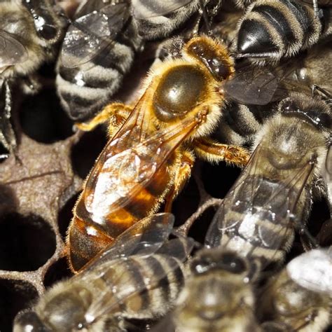 live mated queen bees near me for sale