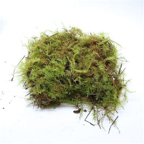 Live Moss Sheet