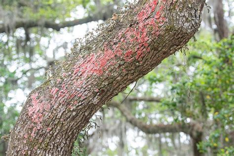Live Oak Tree Messy