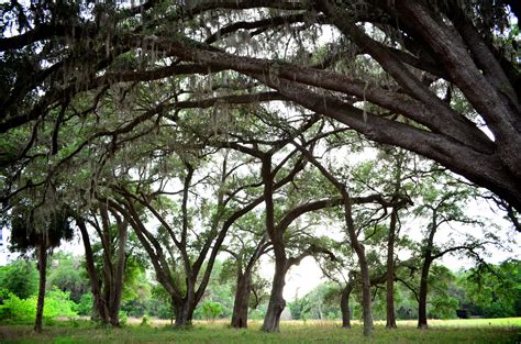 Live Oaks Ocala Florida