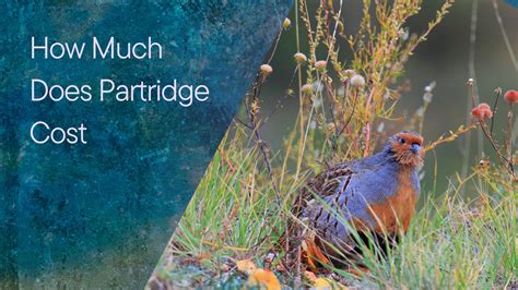 Live Partridge Cost