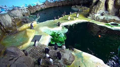 live penguin cam kansas city zoo
