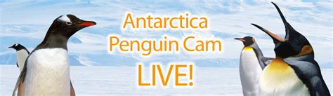 live penguin webcam antarctica