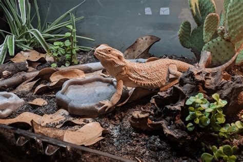 live plants safe for bearded dragon habitat
