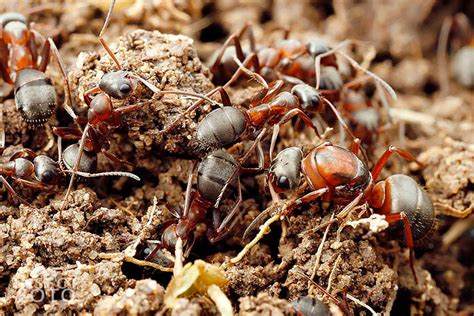 live queen ants for sale usa