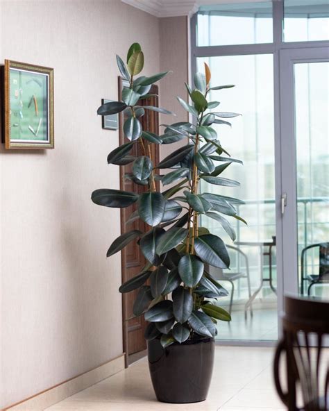 Live Rubber Plant