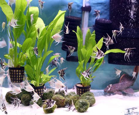 live water plants for fish tanks