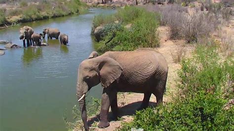 live waterhole cams in africa