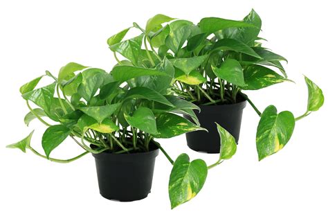 Costa Farms Live Indoor 10in. Tall Green Pothos, Indirect Sunlight