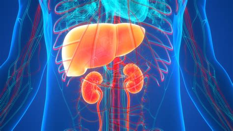 liver and kidney organ system