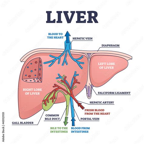Liver Diagram Sketch / Images 06 Digestive System Basic
