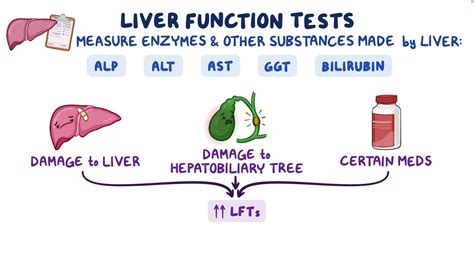 Liver Enzymes Explained