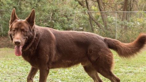 Liver German Shepherd