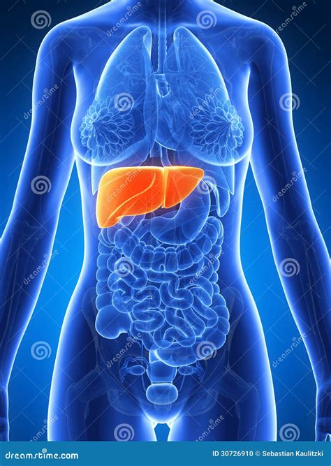 liver images in human body female