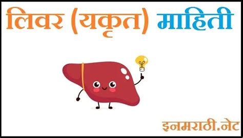 liver meaning in marathi