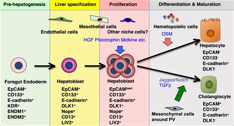 Liver Regeneration Stem Cells