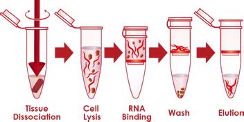 Liver Rna Isolation